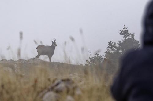 Chamois en Chartreuse (Charmant Som)