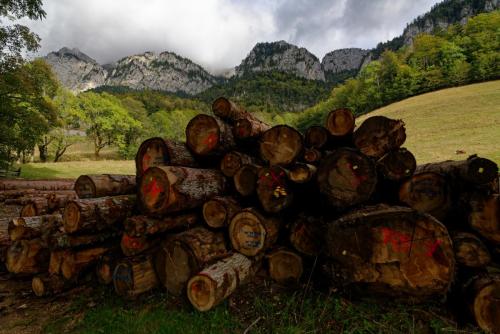 Des quel bois te chauffes tu? Photo de montagne prise autour du monastère de la grande Chartreuse à St Pierre de Chartreuse